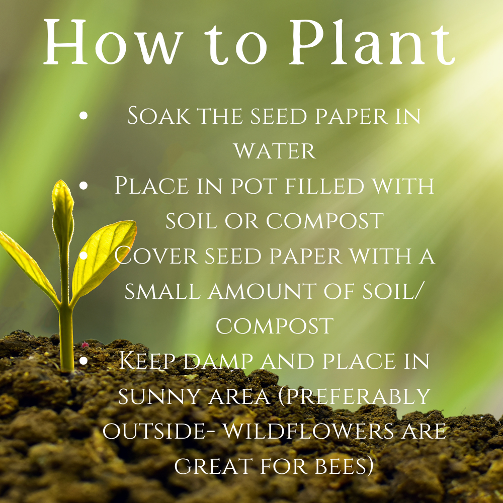 Wildflower-Themed Seed Paper Birthday Invitation – 5x7" Eco-Friendly Card